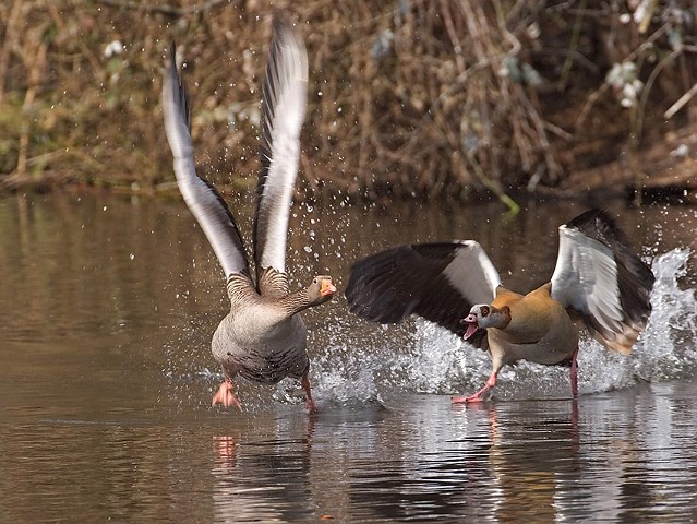Nilgans